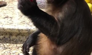 Thirsty Monkey Enjoys Favorite Treat