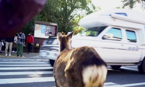 Deer Follows the Rules of the Road