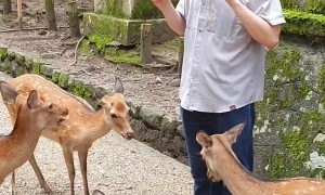 Hungry Deer Nip at Tourists for Food