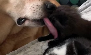 Pup Keeps the Kittens Clean