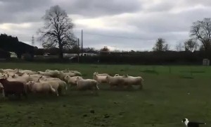 Puppy Has No Trouble Herding