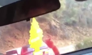 Curious Bear Climbs on Stationary Car