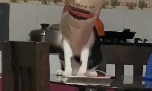 Kitty Gets Stuck Trying to Steal Food