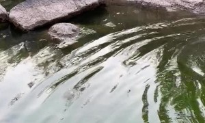 Saving a Massive Murray Cod