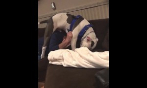 Pit Bull tackles man in order to steal his hat