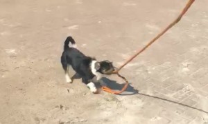 Doggo Takes Horse for a Walk