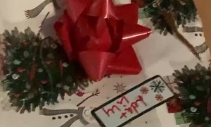 Cheeky Dog Opens Christmas Present Early