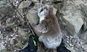 Helping a Cute Koala on its Climb