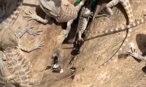 Baby Bearded Dragons Enjoy Some Sunshine