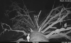 Trail Camera Catches Mountain Lion