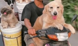 Dude rides on moped with 6 dogs