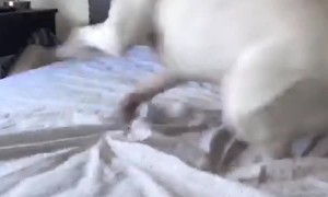 Excited Dog Does Donuts