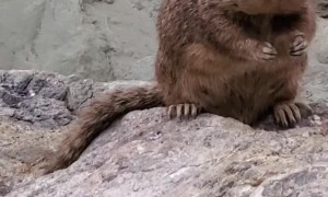 Chunky Squirrel Chows Down