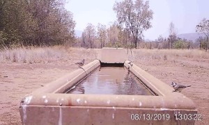 Animals Dip in for a Drink During Australian Drought