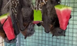 Bats Munching on Melon