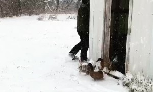 Adorable Ducks Change Their Mind