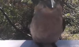 Wild Kookaburra Comes for Daily Feed