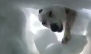 Man buried in snow records moment when rescue dog saves him