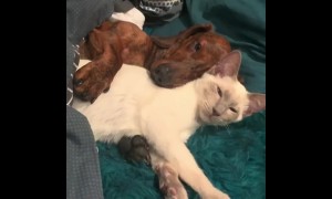 Cute dog and cat preciously cuddle together