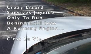 Lizard Catches a Free Ride in Florida