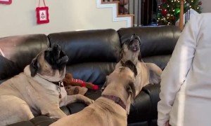 Dogs Join in to sing Happy Birthday