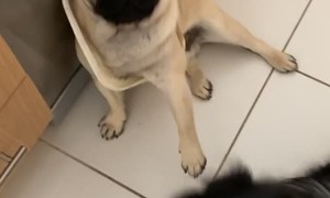 Pug Gets Head Stuck in Bin Lid