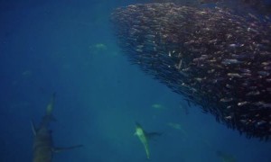Sharks Round up Bait Balls on the Ningaloo Reef