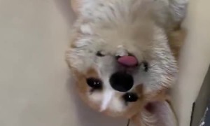 Dog Forgets to Destroy All of the Evidence