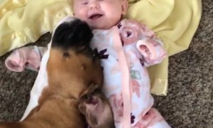 Boxer Snuggles with Baby