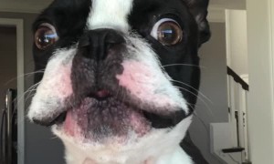 Territorial Terrier Doesn't like Deer