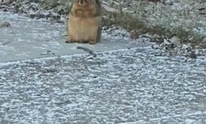 Chunky Squirrel Chills Out on the Sidewalk