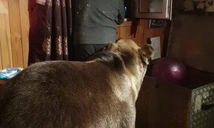 Curious Bear Wonders What Is Outside Window