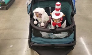 Cats Show Off Their New Hats