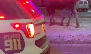 Police Step in to Stop Man Feeding Moose