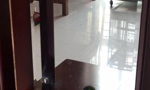 Bird Finds Perfect Dancing Partner