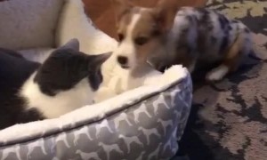 Puppy adorably tries to get kitty out of his bed