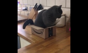 Fluffy kitty can't fit inside empty box