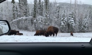 Driving Through the Yukon Enjoying the Wildlife