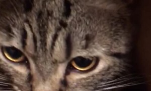 Kitty Purrs and Relaxes in a Shopping Bag