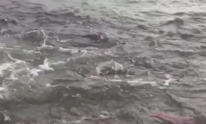 Rainbow Trout Scramble Near Fisherman's Boat