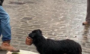 Awesome Performing Pooch Earns Its Pay