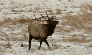 Bull Elk Spar in the Snow