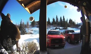 Moose Lets Man Untangle Christmas Lights from Its Face