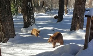 Bear and Cubs Sniff Around for a Snack