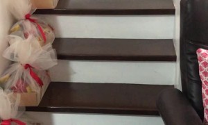 Big Sister Helps Puppy Through Staircase Struggle