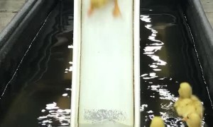 Ducklings Send It Down the Slide