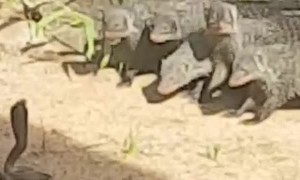 Mongooses Antagonize Small Spitting Cobra
