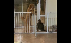 Big dog scared to walk past cat