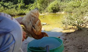 Chicken with a Hovering Head