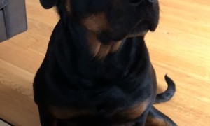 Dog Drools for Her Dessert